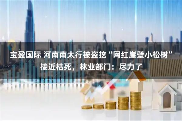 宝盈国际 河南南太行被盗挖“网红崖壁小松树”接近枯死，林业部门：尽力了